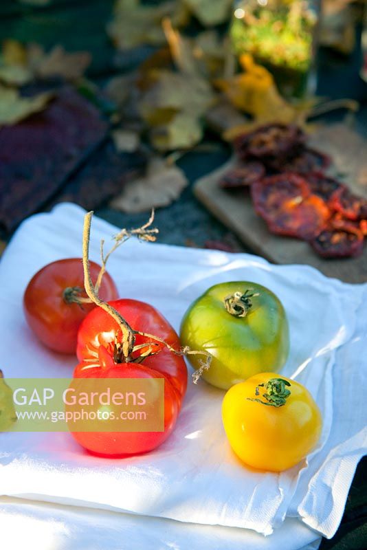 Newly harvested Tomatoes on napkin - The Cottage Smallholder, Suffolk, UK 
 