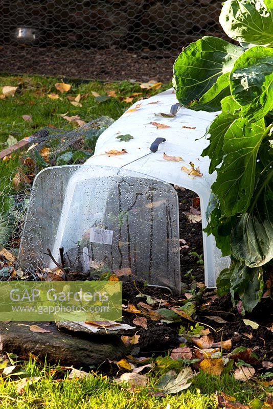 Cloches are used to extend winter sowings - The Cottage Smallholder, Suffolk, UK 
 