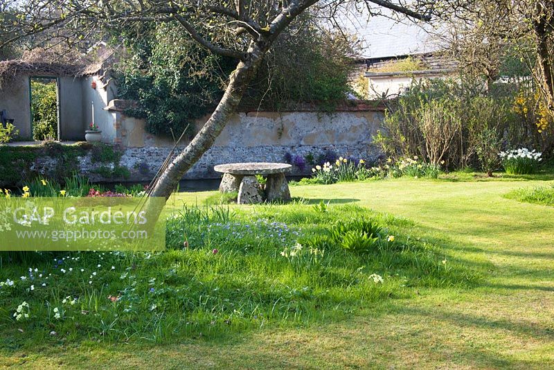 Spring garden enclosed by cob wall with Narcissus - Daffodil drifts and old mill stone used as table - Mill House, Wylye Valley, Wiltshire
