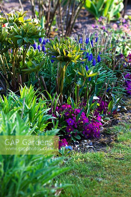 Primula and Muscari in spring border - The Mill House, Wylye Valley, Wiltshire