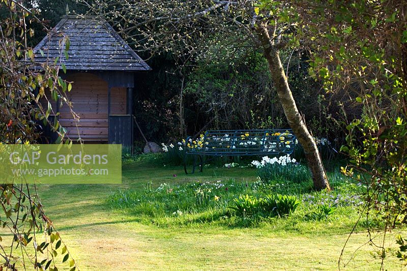 Old wooden summerhouse with Narcissus - Daffodil drifts on lawn - Mill House, Wylye Valley, Wiltshire
