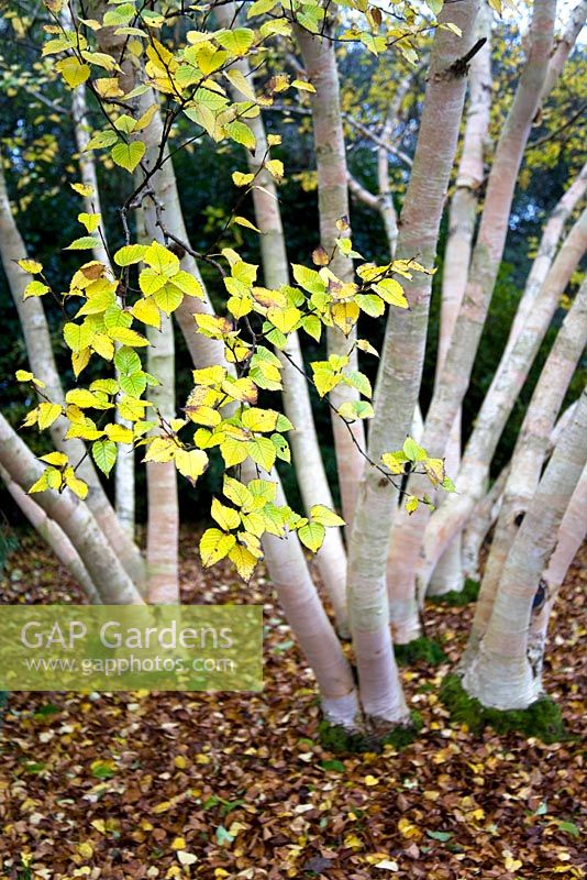 Betula ermanii 'Grayswood Hill' - Birches