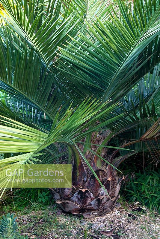 Jubaea chilensis - Chilean Wine Palm