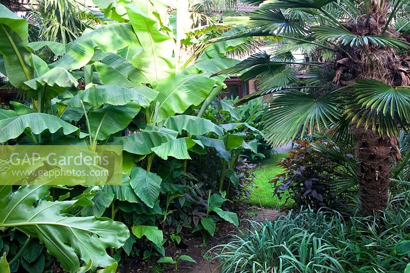 Tropical garden with Musa basjoo - Japanese Banana on left, right Trachycarpus wagnerianus - Beechwell House, Bristol 
 