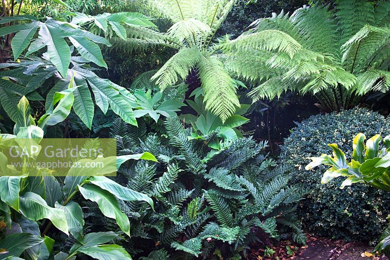 Tropical border wit Blechnum Chilense at the front and Dicksonia antarctica at the back - Beechwell House, Bristol 
 