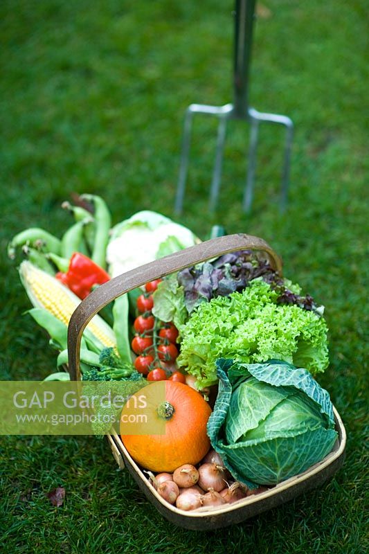 wooden trug of autumn vegetables on a lawn with a stainless steel garden fork
