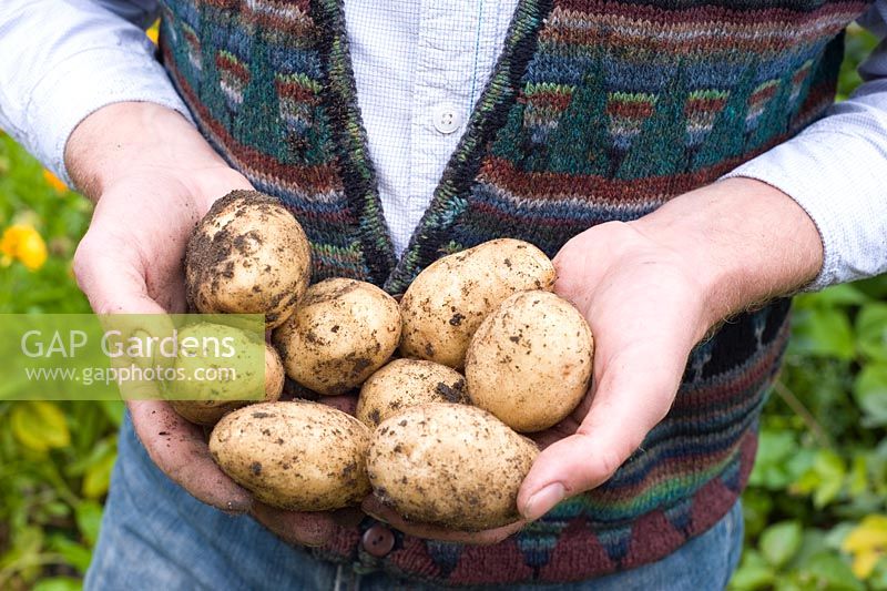 Man holding potatoes in hand - first early 'Maris Bard'