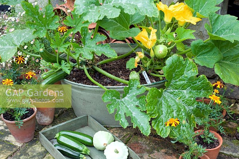 curcubita courgettes -  Zucchini 'Nano Verde di Milano' and 'Patisson Blanc' growing in tub with marigolds  