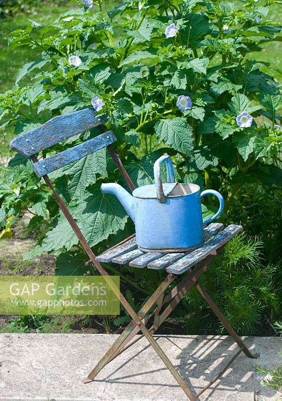 Nicandra physaloides - Shoo fly plant with painted blue chair and watering can