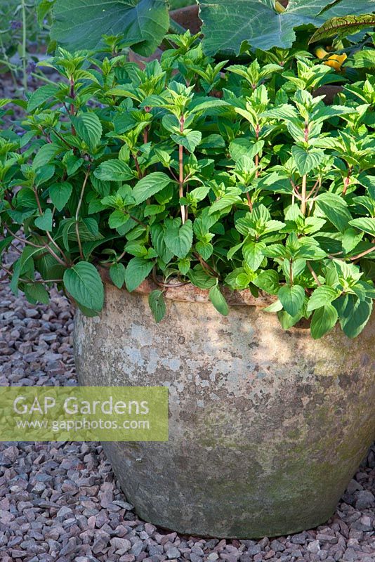 Herb growing in terracotta pot - 'My Very Local Veg Garden' - Gold Medal Winner, RHS Malvern Spring Gardening Show 2011 
