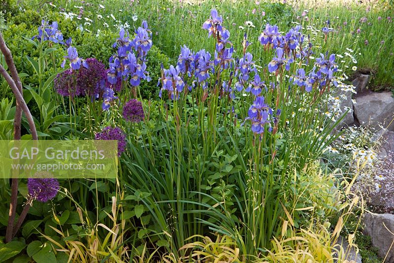 Alliums and Irises in border - 'A Garden for Life' - Awarded Gold and best in show - RHS Malvern Spring Gardening Show 2011
