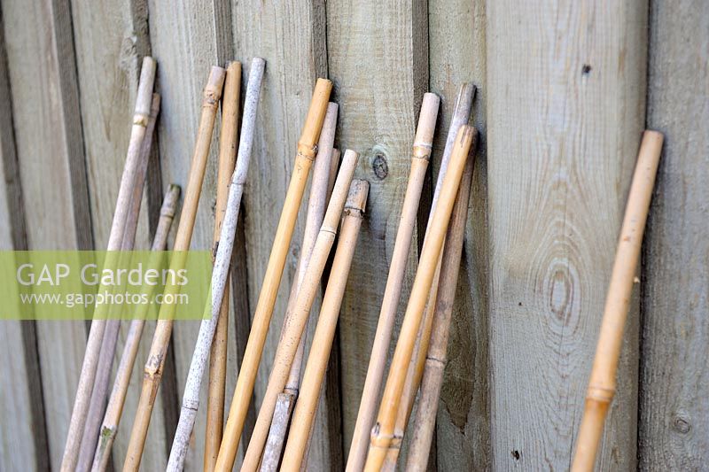 Garden canes leaning against fence