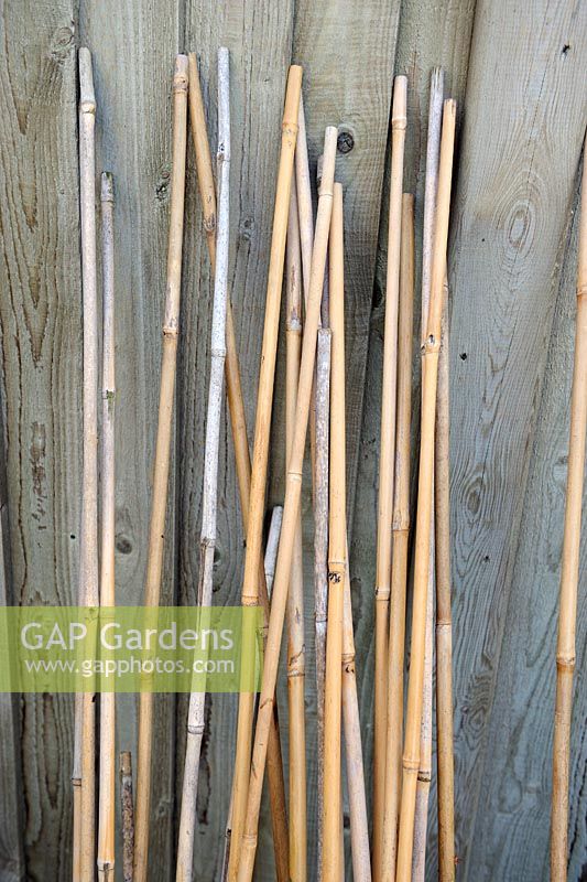 Garden canes leaning against fence