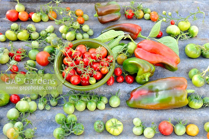 Sweet Peppers and Tomatoes left to ripen on corrugated iron shelf in greenhouse, Norfolk, UK, October