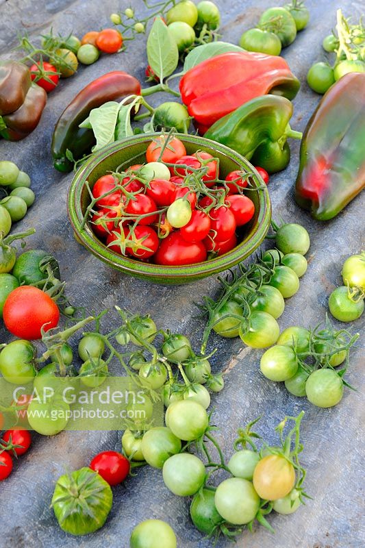 Sweet Peppers and Tomatoes left to ripen on corrugated iron shelf in greenhouse, Norfolk, UK, October
