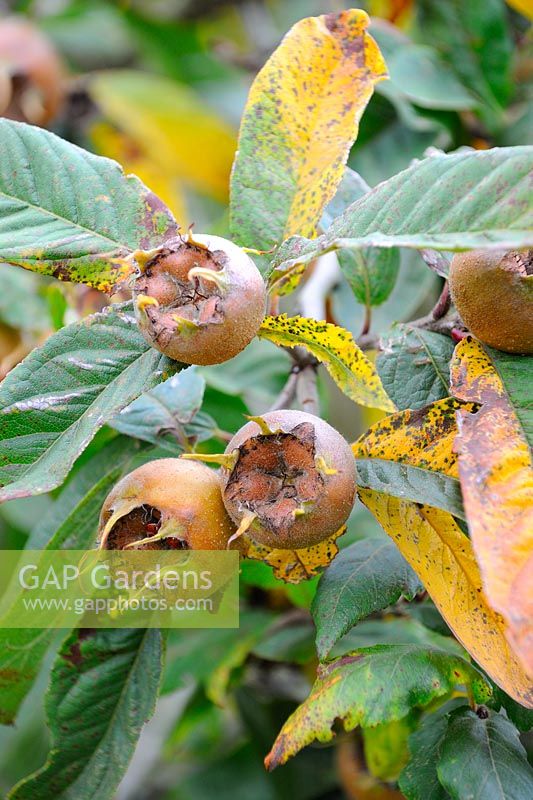 Mespilus germanica - Medlar - ripe fruit on tree, September, UK
 