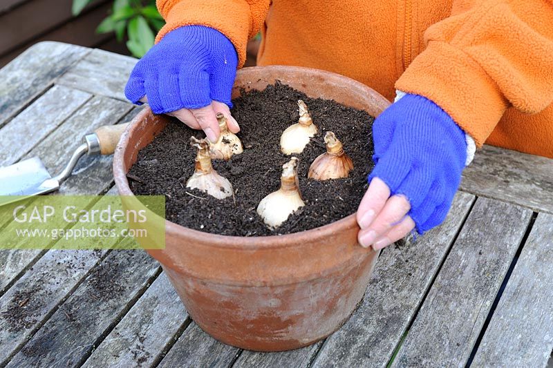 Female gardener planting Dwarf Narcissus - Daffodil bulbs in terracotta pot, Norfolk, UK, October
