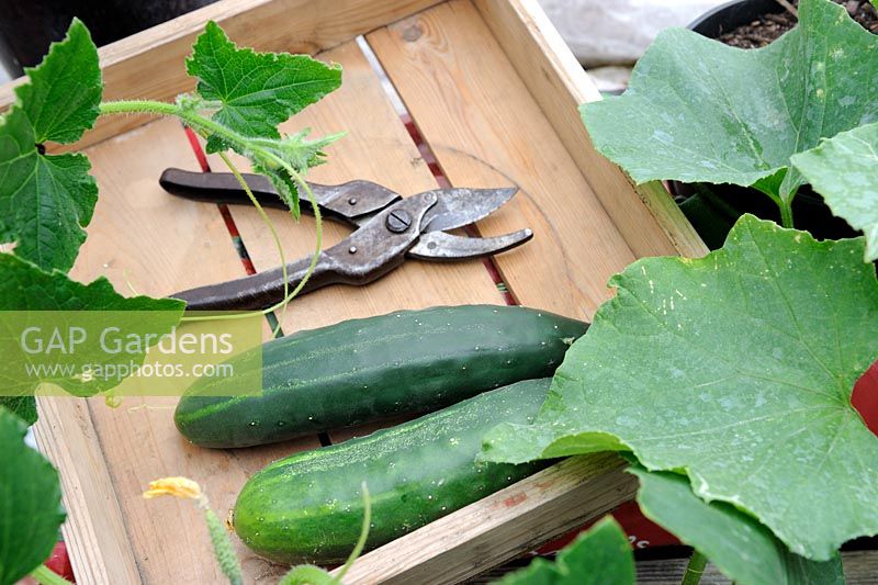 Two freshly cut Ridge Cucumbers in wooden tray with secateurs, July