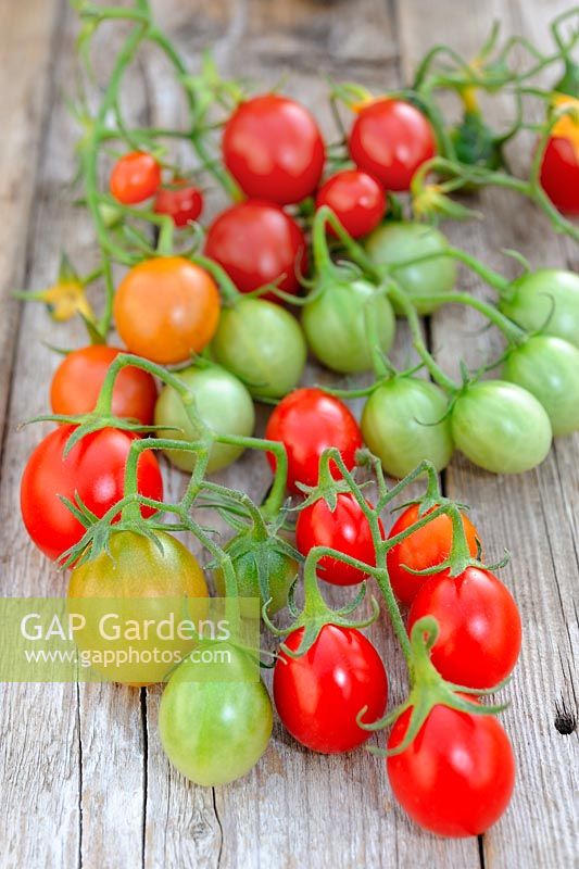 Tomatoes ripening on greenhouse staging, Norfolk, UK, October