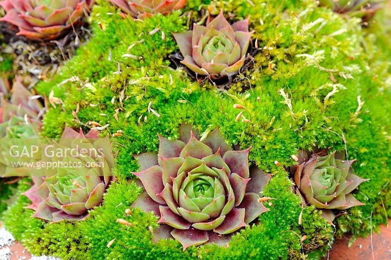 Sempervivum - Houseleeks, growing with moss on roof, Norfolk, UK, September