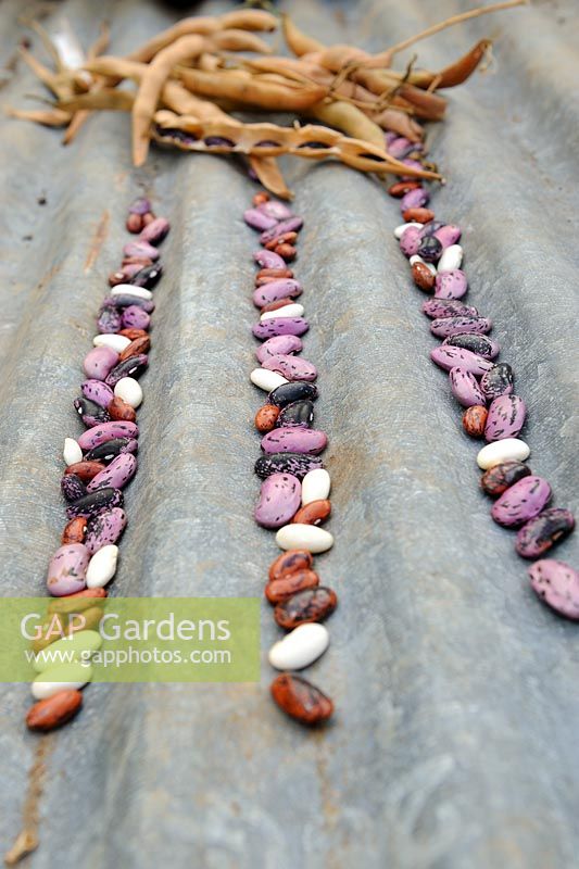 Saving seed - various Bean seeds and ripe pods on corrugated iron sheet, UK, October
