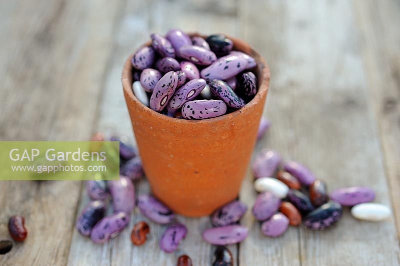 Saving seed - Runner Bean seeds in teracotta pot, UK, October
