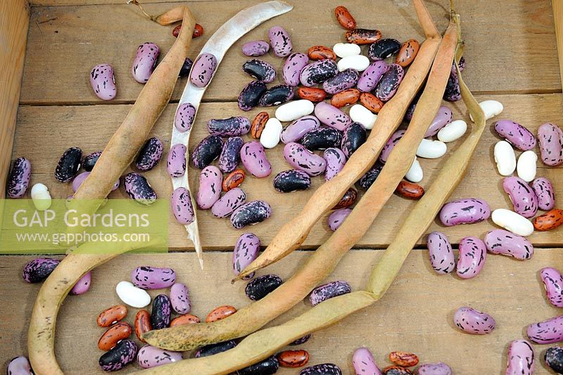 Saving seed - various Bean seeds and ripe pods on wooden tray, UK, October

