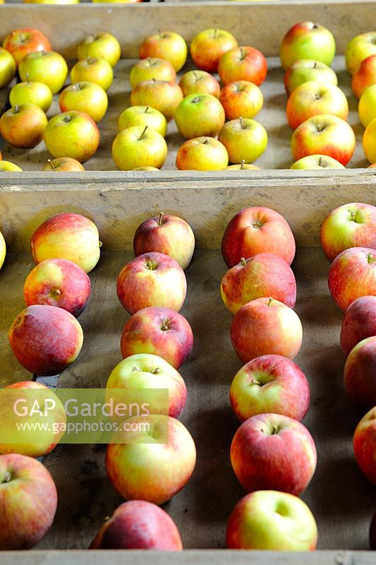 Storing apples, various Apple varieties stored in wooden trays, spaced apart to prevent rot transmission, in frost free shed, Norfolk, Uk, October