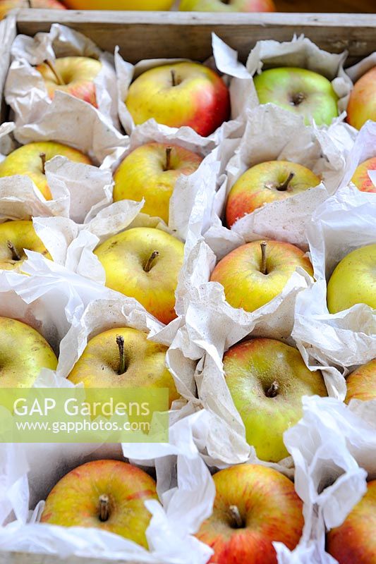 Storing various Apple varieties in wooden trays, with tissue to protect against rot transmission, in frost free shed, Norfolk, Uk, October