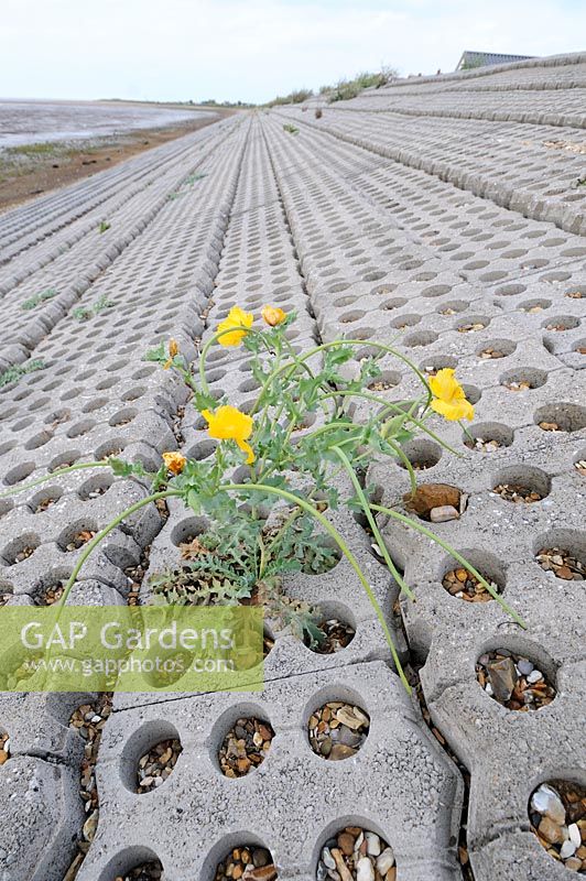 Yellow horned poppy, 'glaucium flavum', single plant growing amongst concrete sea defences, 