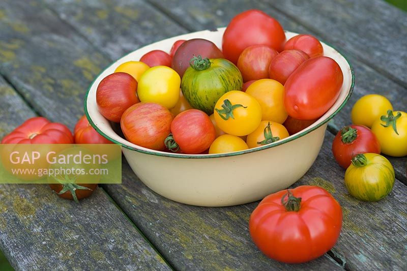 Mixed varieties of tomatoes in enamel bowl and on table 'Marmande' 'Green Zebra' 'Red Zebra' 'Golden Sunrise' 'Black Russian''Tigerella'