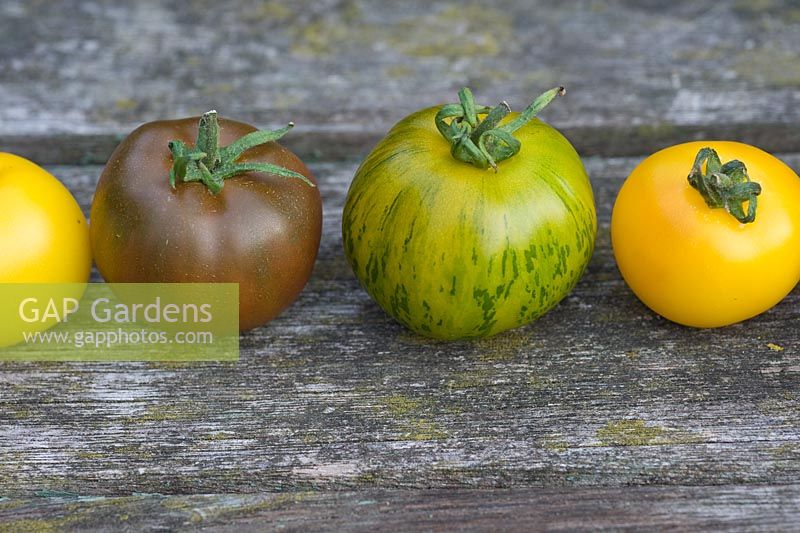 Mixed varieties and colours of tomatoes in row 'Golden Sunrise', 'Green Zebra','Black Russian'