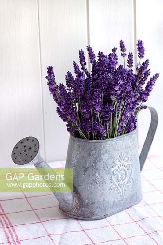 Lavender Munstead in decorative vintage watering can 