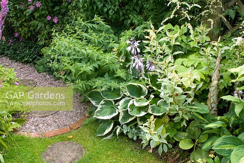 Grass and gravel path with stepping stones, and shaded herbaceous border with Hosta 'Patriot', Gentiana asclepiadea, Lysimachia clethroides 'Geisha' and Astilbe thunbergii 'Prof. van der Wielen'
