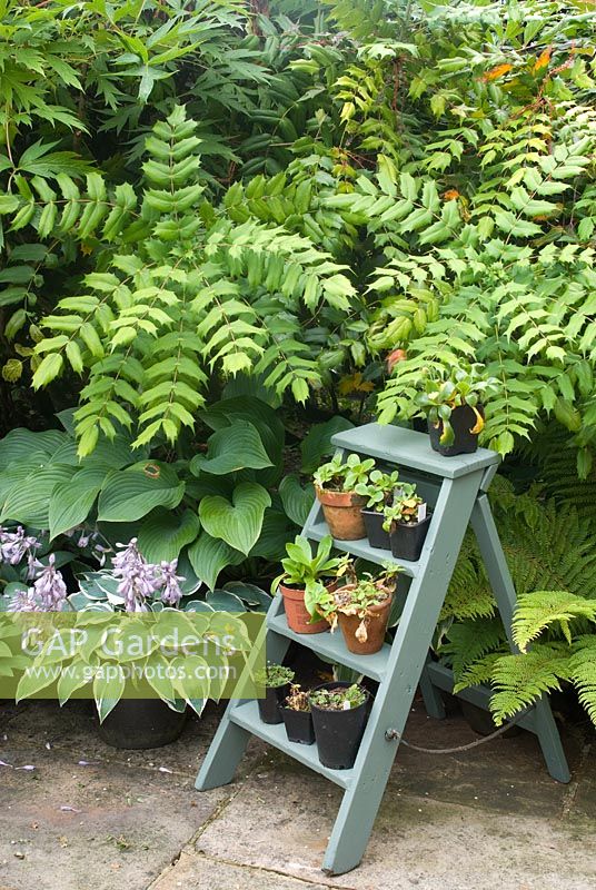 Arrangement of steps and pots on shaded patio with Mahonia japonica, Hosta including 'El Nino', Auricula, Polystichum setiferum 