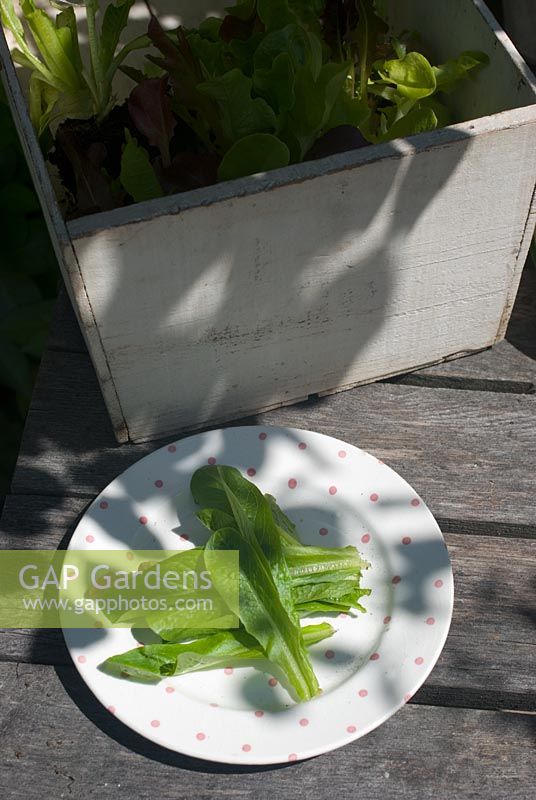 Picked Lettuce leaves on spotted plate