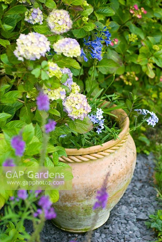 Terracotta pot with Hydrangea, blue Phlox, Agapanthus and  Linaria - Purple Toadflax 