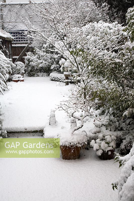 Heavy snow fall in town garden, steps to lawn, mixed shrub small trees in border, Acer in pot and in border, Buxus - Box evergeen curved hedge, shed and terracotta pots
