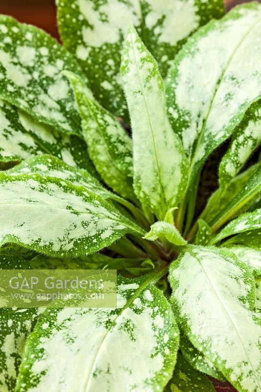 Pulmonaria 'Excalibur' - Bethlehem Lungwort, September green white cream garden plant