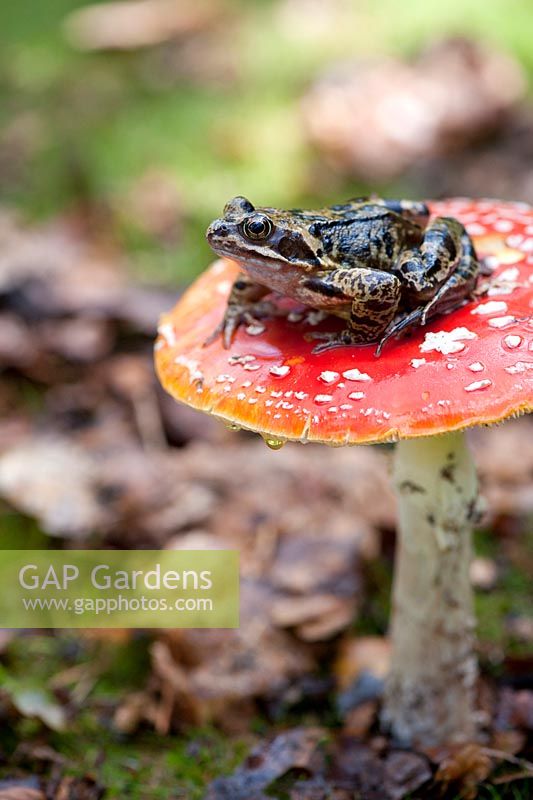 Rana Temporaria - Frog sat on a Fly Agaric Mushroom