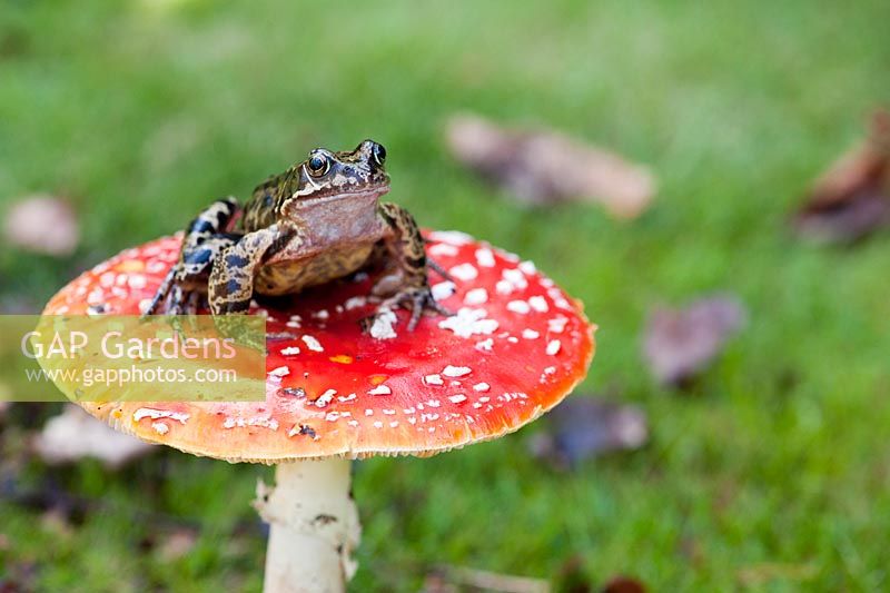Rana Temporaria - Frog sat on a Fly Agaric Mushroom