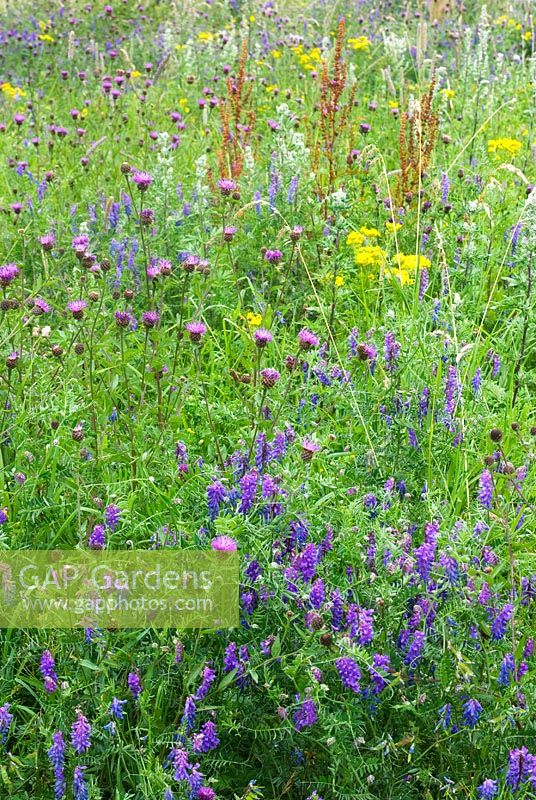 Wild flower meadow with Vicia cracca - Tufted Vetch, Centaurea nigra - Common Knapweed, Rumex, Artemisia vulgaris - Mugwort and Senecio jacobaea  - Ragwort 