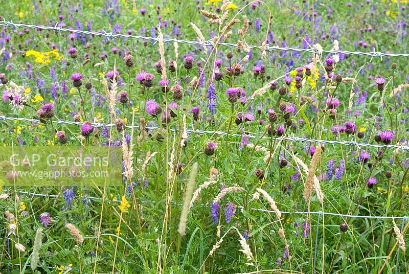 Wild flower meadow with Vicia cracca - Tufted Vetch, Centaurea nigra - Common Knapweed and Senecio jacobaea  - Ragwort 