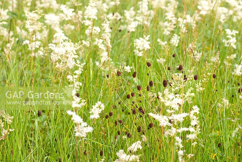 Wild flower meadow with Filipendula ulmaria - Meadowsweet and Poterium sanguisorba - Salad Burnet
