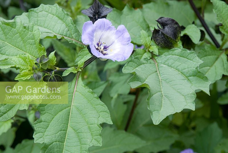 Nicandra physalodes -  Shoo Fly Plant
