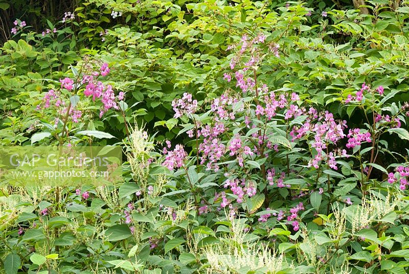 Impatiens glandulifera - Himalayan Balsam and Fallopia japonica - Japanese Knotweed