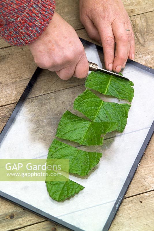 Taking leaf cuttings from streptocarpus using the Midrib Cuttings method. Slicing into sections using a sharp knife on a glass plate