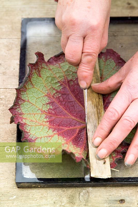 Taking leaf cuttings from a begonia using the leaf square method - Slicing into strips with a knife