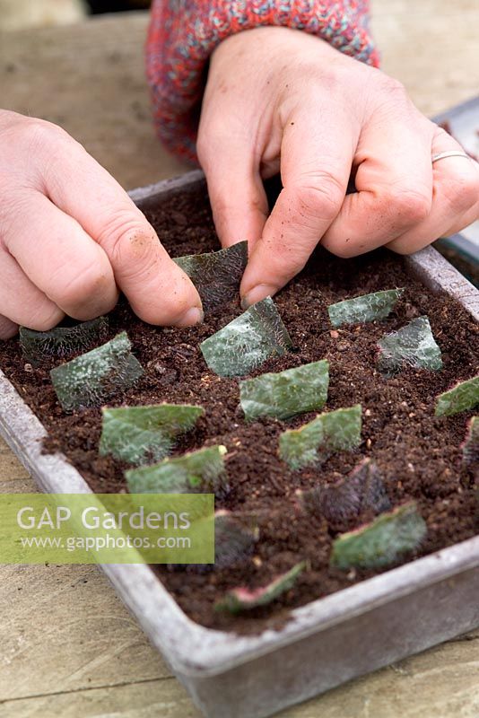 Taking leaf cuttings from a begonia using the leaf square method - Planting cuttings into compost