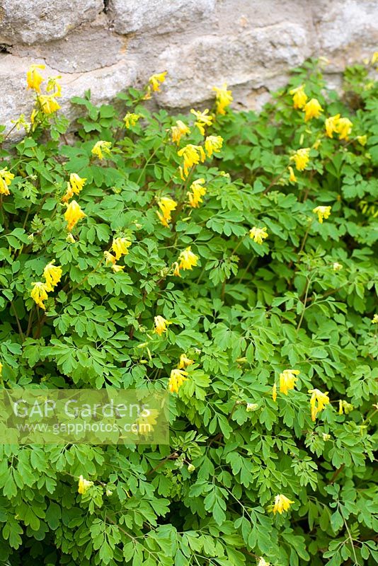 Corydalis lutea syn. Pseudofumaria lutea - Yellow Corydalis growing at the base of a stone wall 